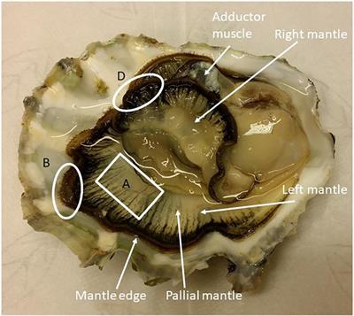 Dilution of Seawater Affects the Ca2 + Transport in the Outer Mantle Epithelium of Crassostrea gigas